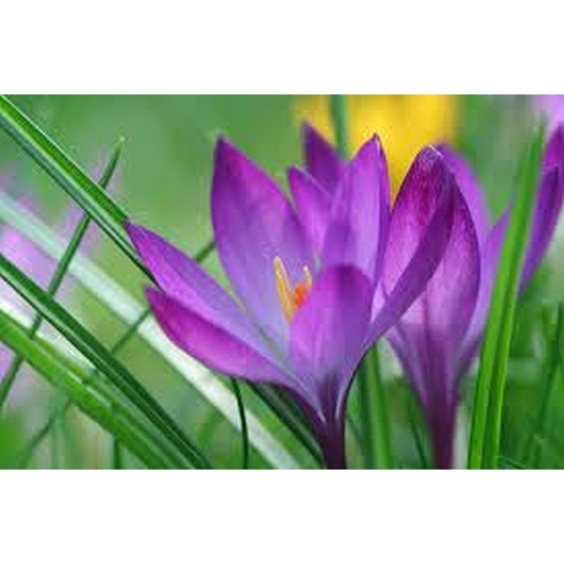 Crocus Ruby Giant 50 bulbs