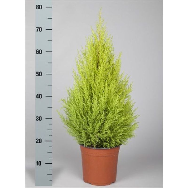 Cupressus m. Goldcrest Wilma | Monterey Cypress 75cm Tall