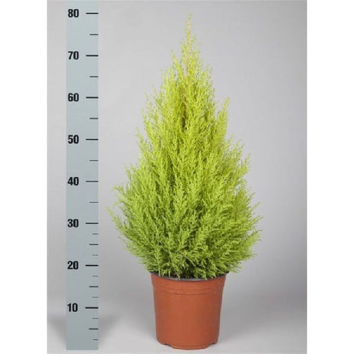 Cupressus m. Goldcrest Wilma | Monterey Cypress 75cm Tall