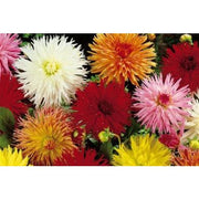 DAHLIA CACTUS MIXED