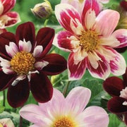 Dahlia Collarette Mixed