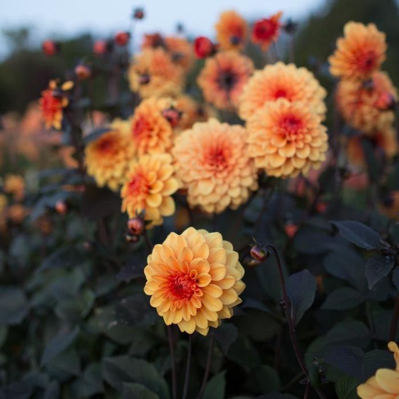 Dahlia David Howard x1