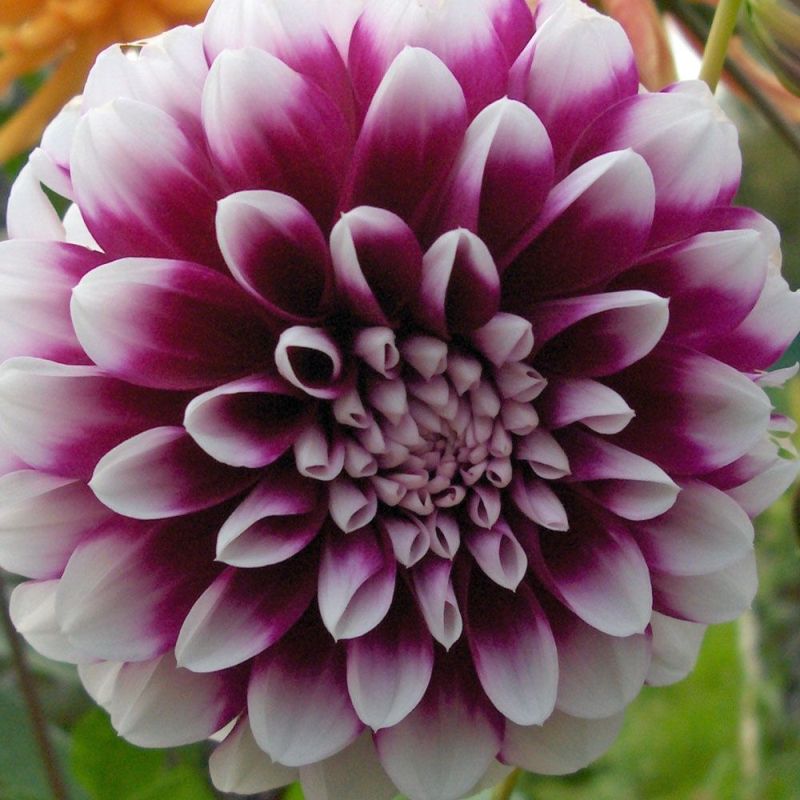 Dahlia Edinburgh