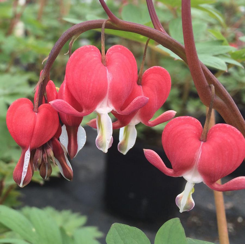 Dicentra 'Valentine'