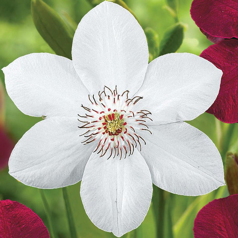 Clematis 'Miss Bateman'