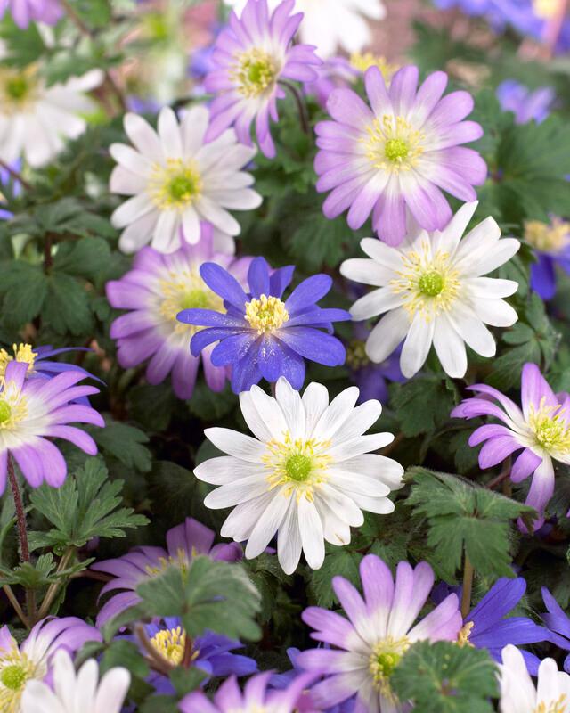 Anemone Blanda Mixed