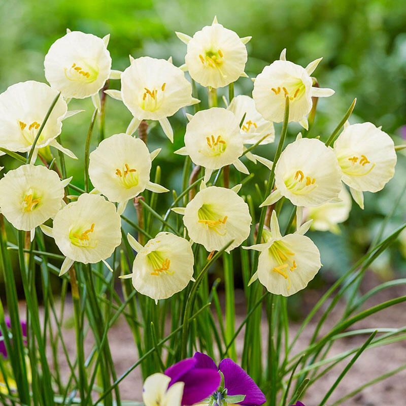 Daffodil - Narcissus 'Artic Bells'
