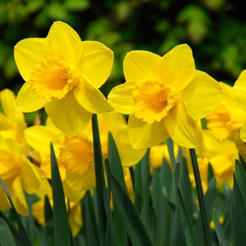 Daffodil - Narcissus 'Carlton' - 2kg