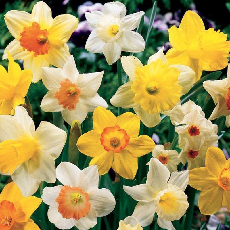 Daffodil - Narcissus Mixed -2kg Carri Pack
