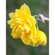 Daffodil - Narcissus 'Pencrebar'