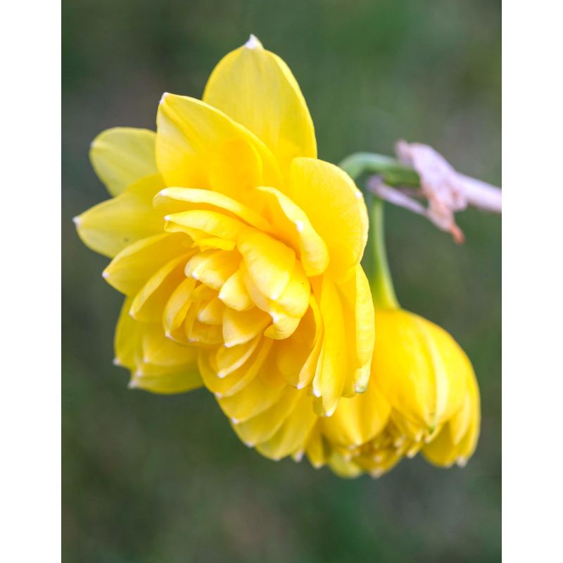 Daffodil - Narcissus 'Pencrebar'