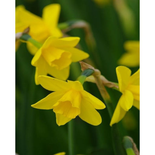 Daffodil - Narcissus 'Sweetness'