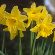 Daffodil - Narcissus 'Tamara' - 2kg