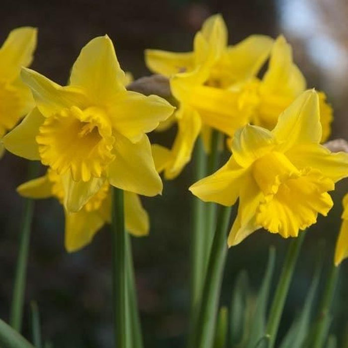 Spring Flowering Bulbs Daffodil Narcissus 'Tamara' Bulbs Dublin