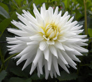 Dahlia My Love