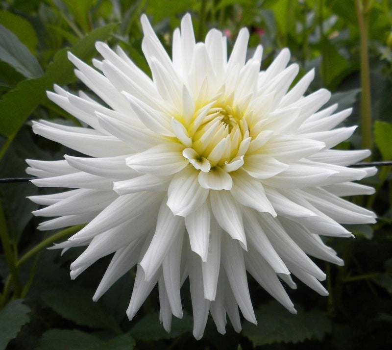 Dahlia My Love