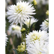 Dahlia My Love