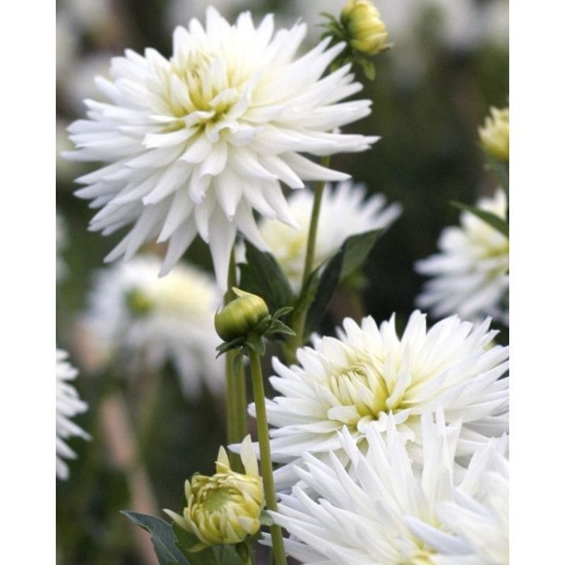 Dahlia My Love