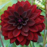 Dahlia Night Queen