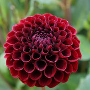 Dahlia Night Queen