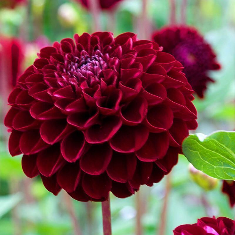 Dahlia Night Queen