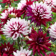 Dahlia Rebecca's World