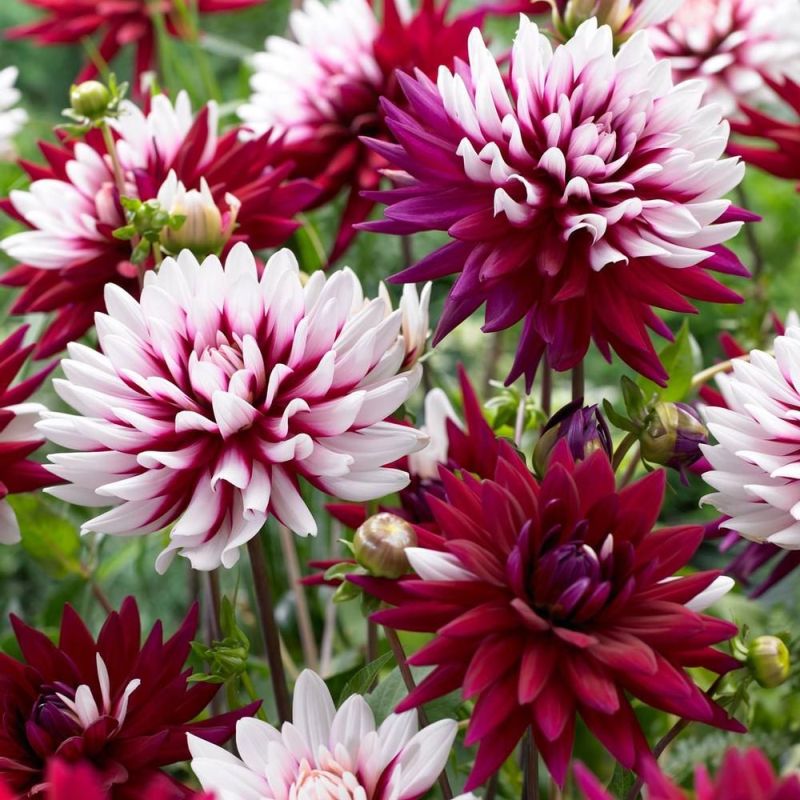 Dahlia Rebecca's World