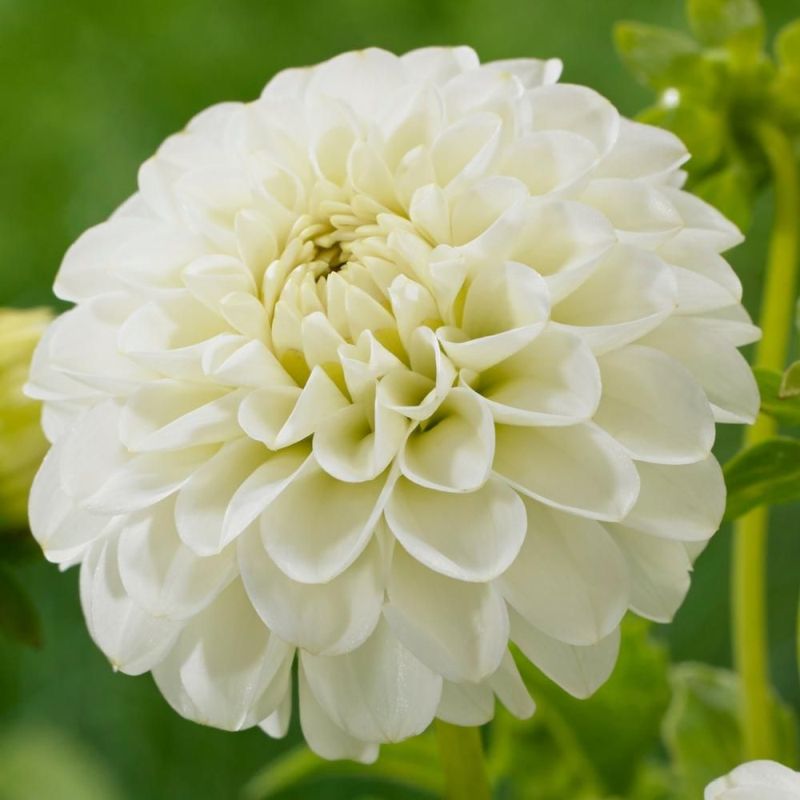 Dahlia White Aster