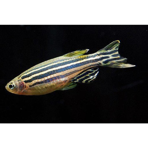 Danio Zebra