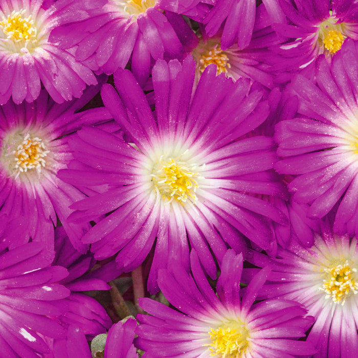 Delosperma Suntropics Purple 9cm