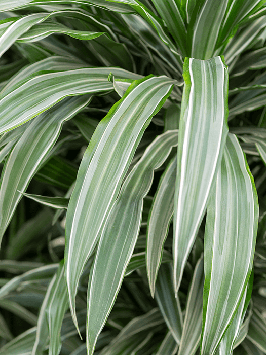 Dracaena fragrans 'White Stripe' 90-100cm Tall