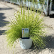 Deschampsia flexuosa 'AmiLime'