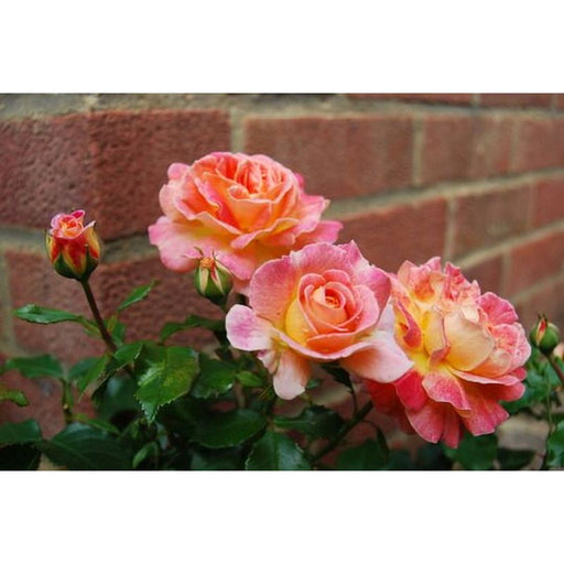 Designer Sunset Patio Rose 3.5 Litre