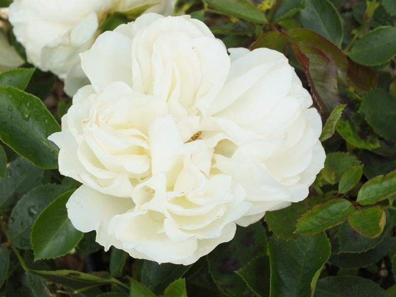 Diamond Dad Floribunda Rose 3.5 Litre