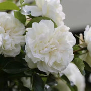 Diamond Dad Floribunda Rose 3.5 Litre