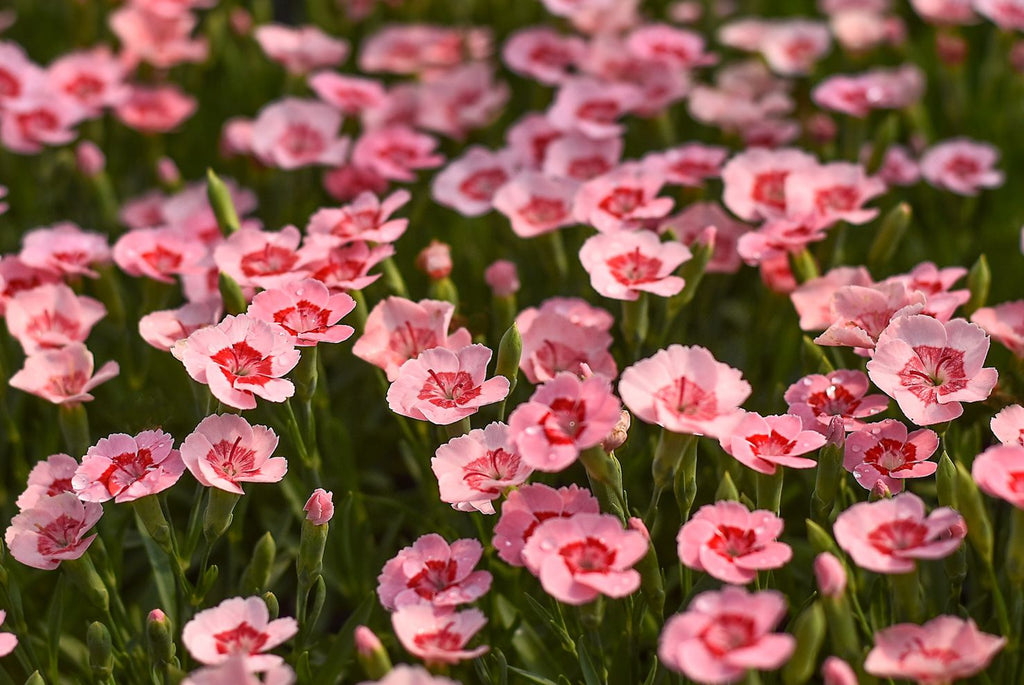 Buy Seasonal Bedding Plants Bedding Plants Dublin Bedding Plants