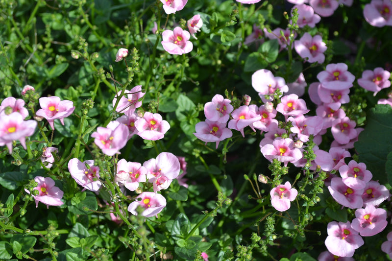 Diascia Flying Light Pink