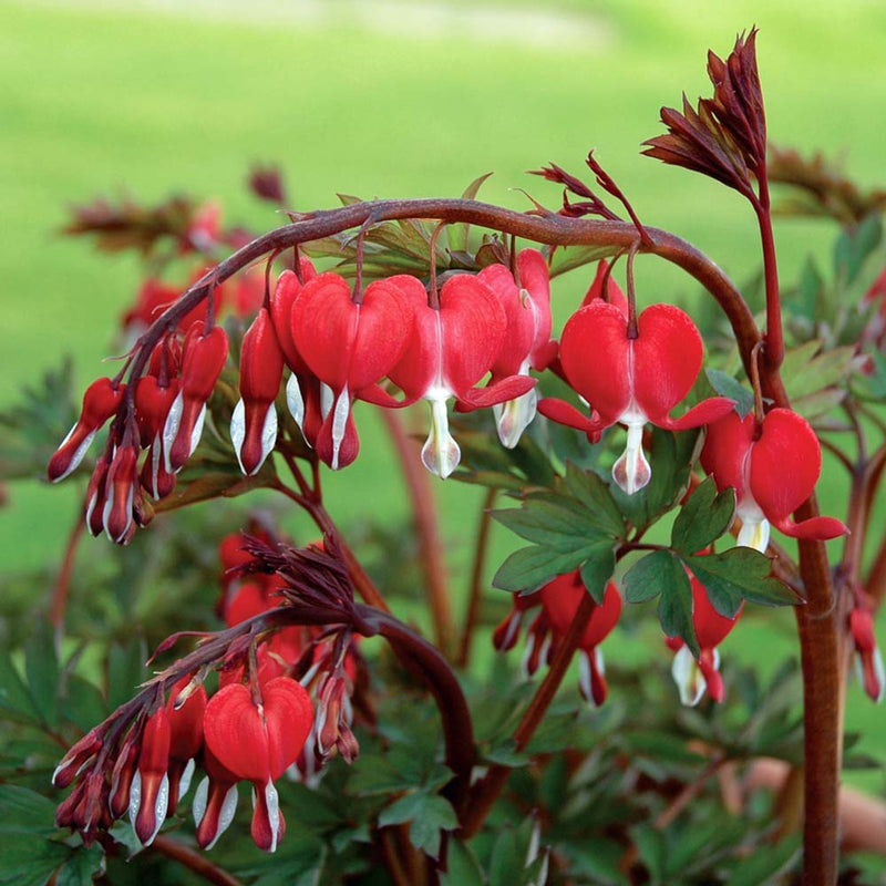 Dicentra 'Valentine'