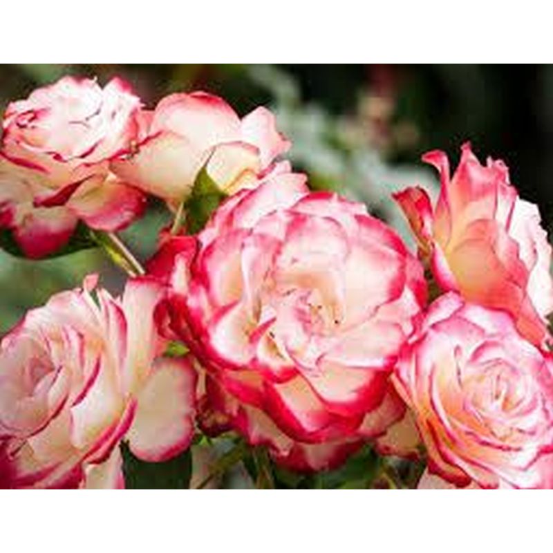 Double Delight Hybrid Tea Rose 4.5 Litre