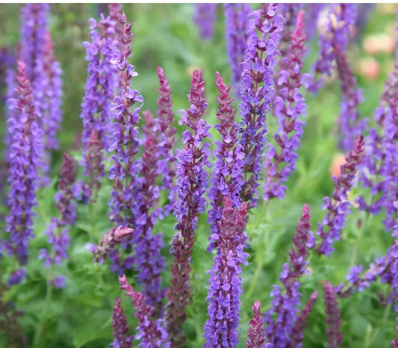 Salvia sylvestris 'Mainacht' 2 Litre
