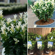 Euonymus jap. 'Paloma Blanca'
