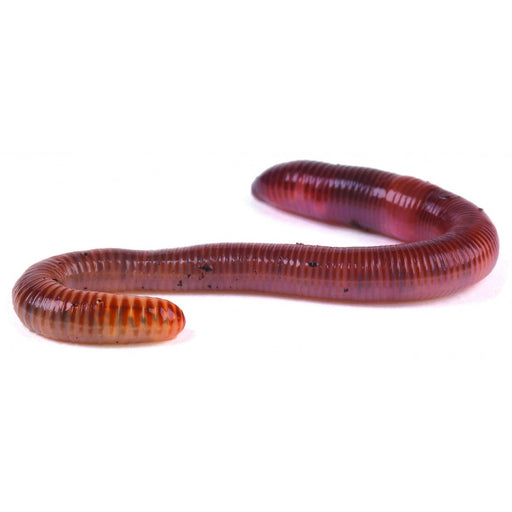 Earthworms 50-75mm