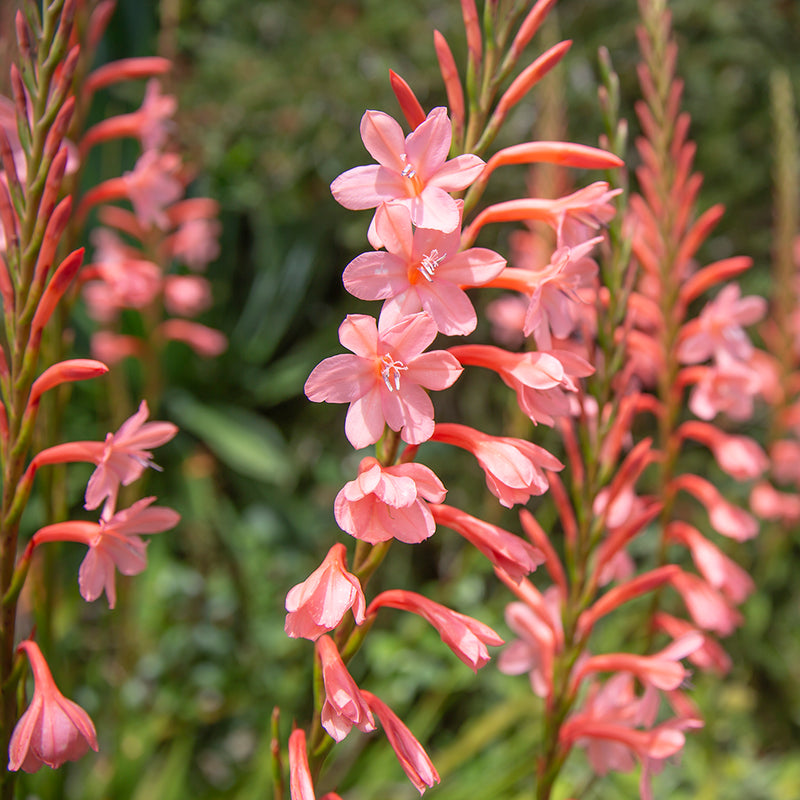 Watsonia Royal Salmon