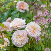Emily Bronte David Austin Fragrant Rose 6 Litre