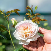 Emily Bronte David Austin Fragrant Rose 6 Litre