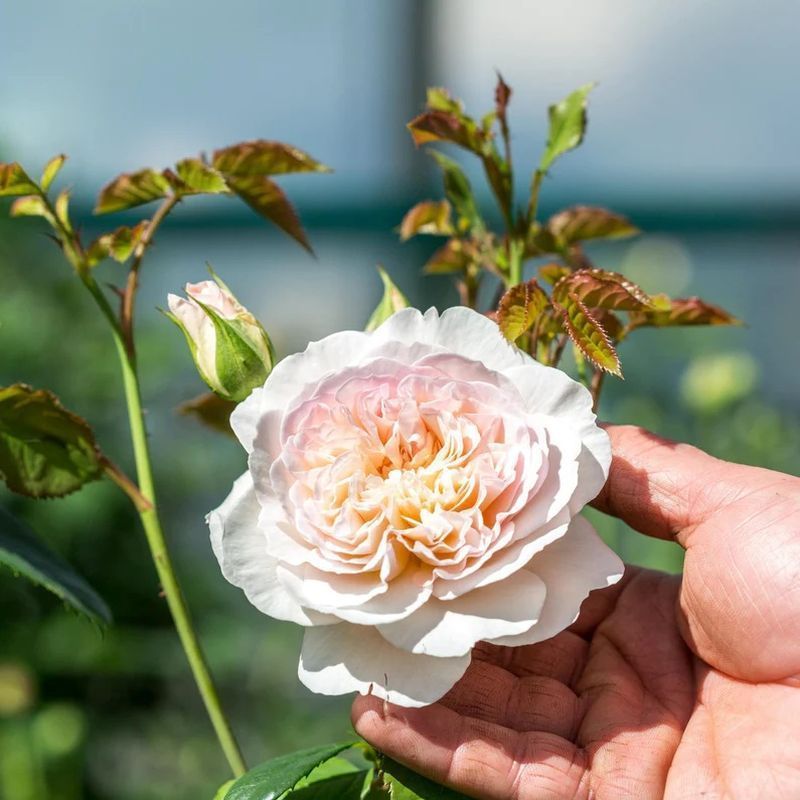 Emily Bronte David Austin Fragrant Rose 6 Litre