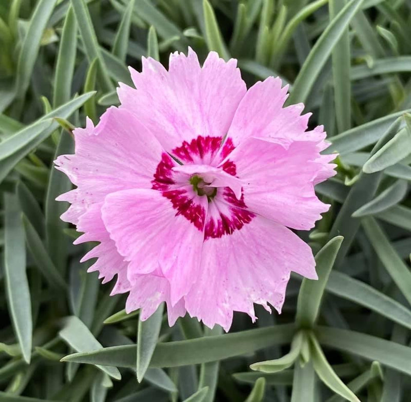 Dianthus 'Little Jock'