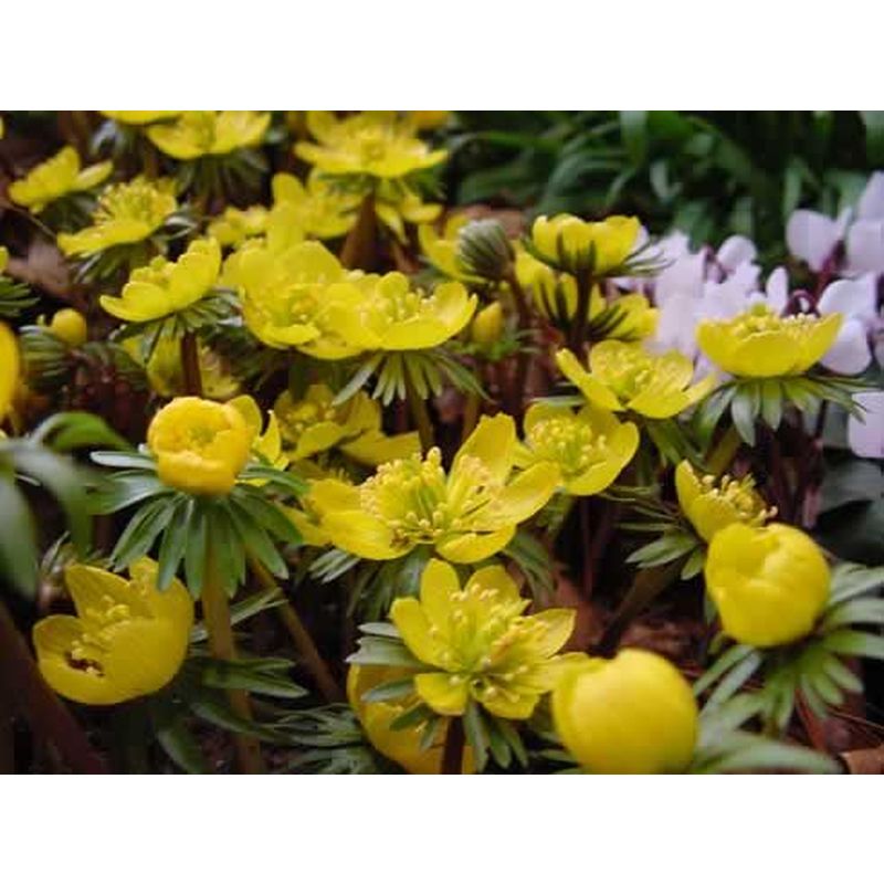Eranthis Cilicica