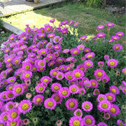 Erigeron 'Sea Breeze' - 2 Litre