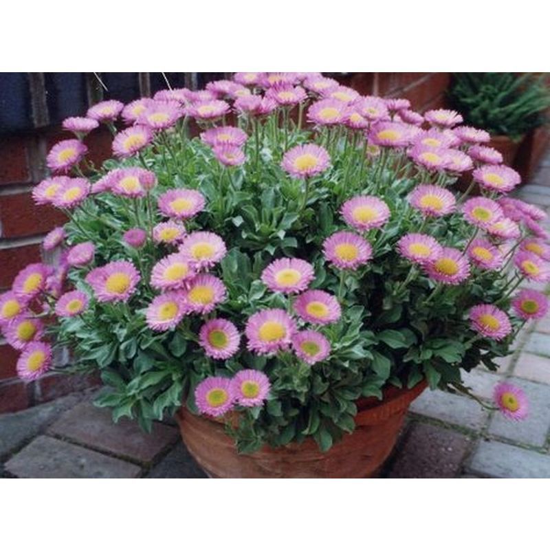 Erigeron 'Sea Breeze' - 2 Litre